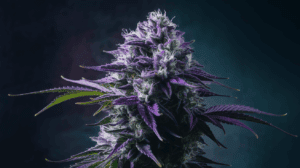 Northern Lights Consumption Methods: Smoking, Vaping, and Beyond