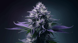 Growing Northern Lights in Cold Climates: Tips for Success