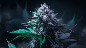 Cooking with Northern Lights: Edible Recipes and Dosing Guide