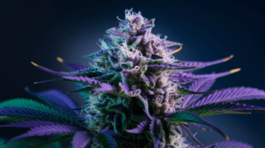 Why Northern Lights is Perfect for Social Settings