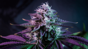 Nort­hern Ligh­ts Grow­ing Tips: Indo­or vs Outd­oor Cult­ivat­ion Guide