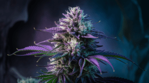 Why Northern Lights is Perfect for Social Settings