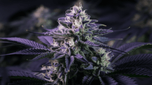 Northern Lights Consumption Methods: Smoking, Vaping, and Beyond