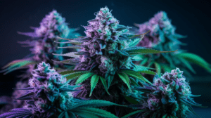 Northern Lights and Creativity: Why Artists Love This Strain