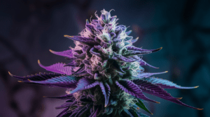 How to Store Northern Lights for Maximum Freshness