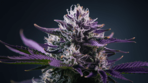 Best Time to Harvest Northern Lights: Signs of Peak Potency