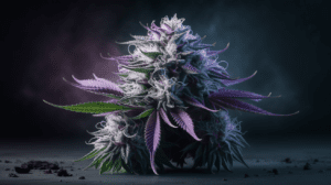 Northern Lights Concentrates: Wax, Shatter, and Live Resin