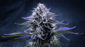 Northern Lights for Sleep: Does It Really Help Insomnia?